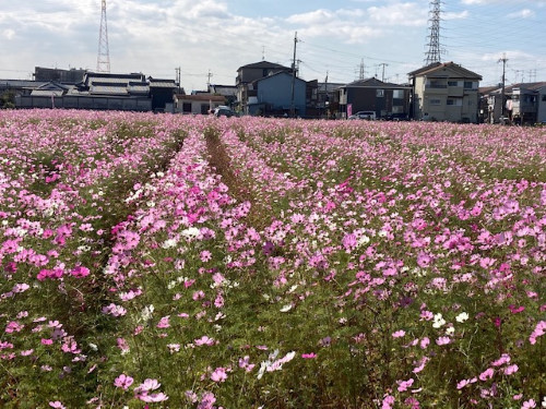 高槻市三島江1