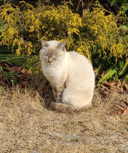 ねこ（まぶしい）