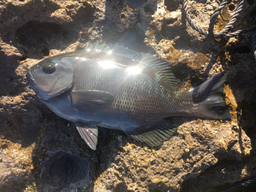 和歌山県串本町へ！🎣