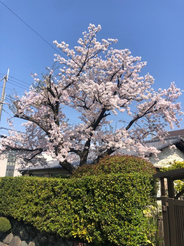 今年の桜は🌸🌸
