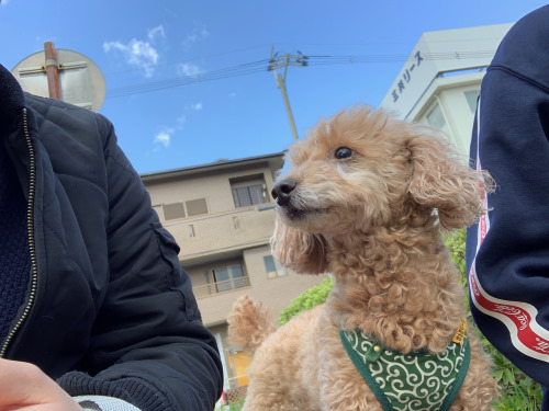 愛犬の紹介♪🐕