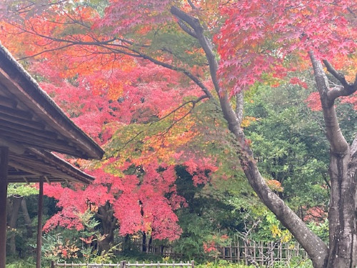 日本庭園🍂