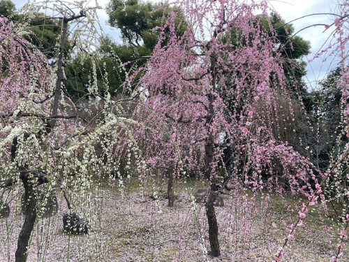 しだれ梅！🌺