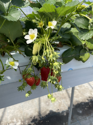 いざいちご狩りへ！🍓