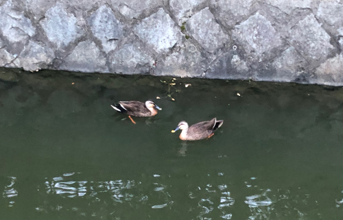 身近な出来事！🦆