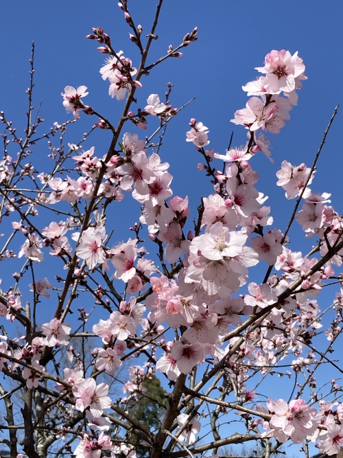 🌸桜とアーモンド🌸