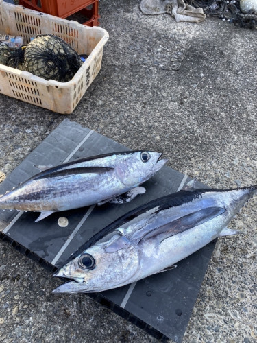 和歌山県串本町🐟