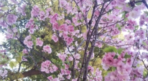 🌸🌸桜のトンネル🌸🌸
