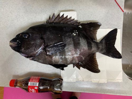 乗っ込み！🐟