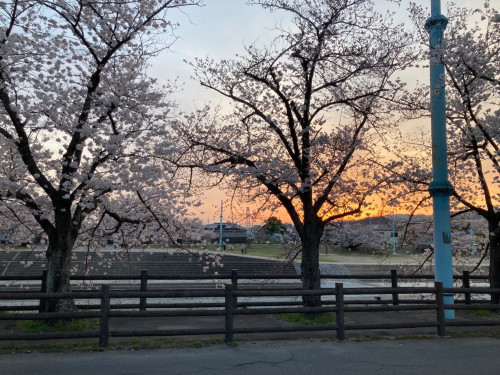 桜堤公園を散歩🌸