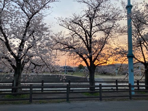 桜堤公園を散歩🌸