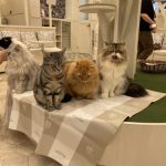 猫カフェ🐈🐈