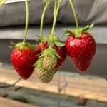 いちご狩りへ！🍓